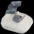 Aesthetic Paralejurus & Leonaspis Trilobite Association #48484-1